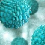 El norovirus, o gripe estomacal